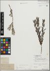 Foto von Salix repens subsp. incubacea (L.) A. Neumann